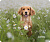 Perfeo коврик для компьютерной мыши "Dog", Рис.9 (240*200*2 мм), ткань+резиновое основание