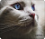 Perfeo коврик для компьютерной мыши "Cat", Рис.25 (180*220*2 мм), ткань+резиновое основание
