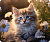 Perfeo коврик для компьютерной мыши "Cat", Рис.48 (240*200*2 мм), ткань+резиновое основание